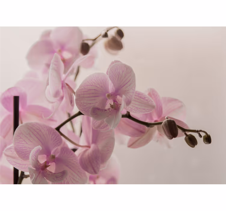 Blind bedroom in orchid design - TenStickers