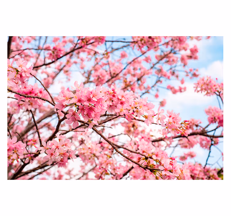 Blind bedroom with cherry blossom sky backdrop - TenStickers