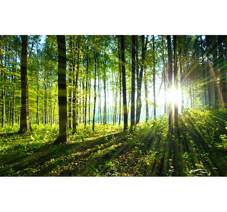 Blind bedroom wall mural forest landscape reflection - TenStickers