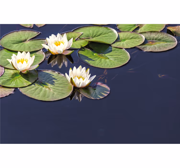 Blind bedroom lotus realistic in pond decor - TenStickers