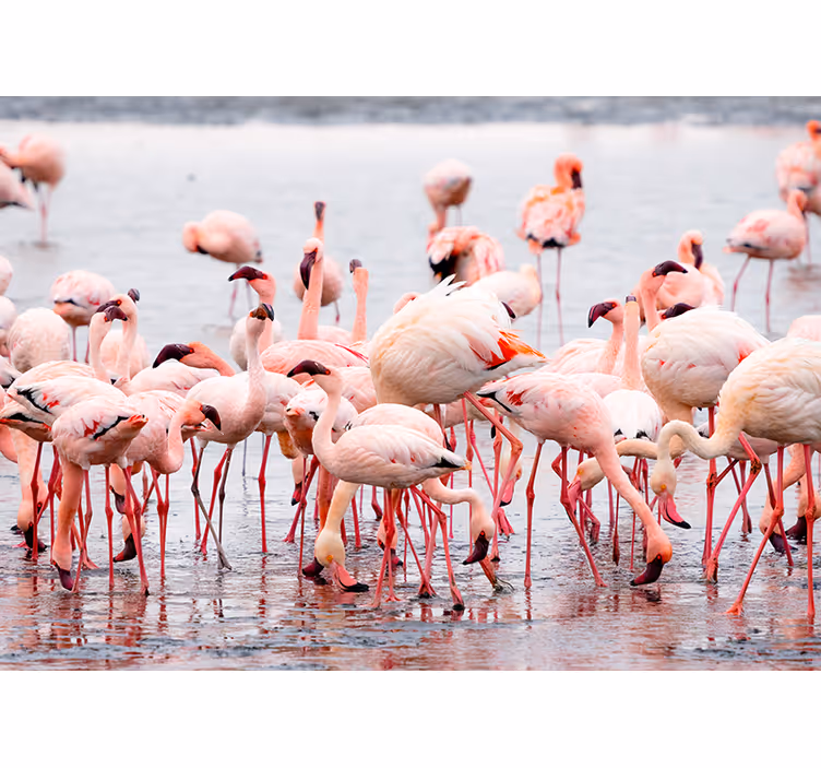 Living room blind inspired by camargue flamingos - TenStickers