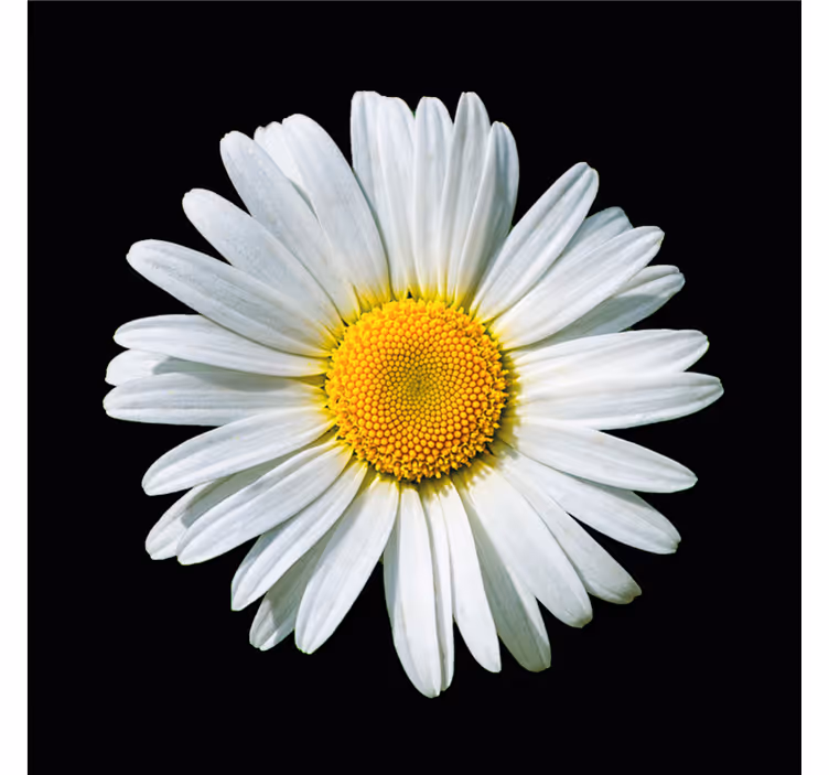 Black roller blind with black and white daisy flower - TenStickers