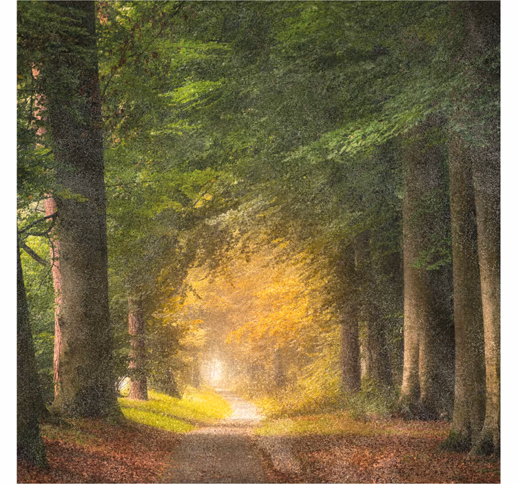 Blind office forest stroll - TenStickers