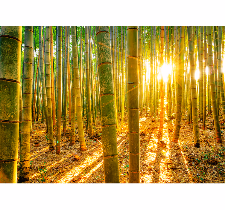 Zen blind wallpaper sun and bamboo - TenStickers