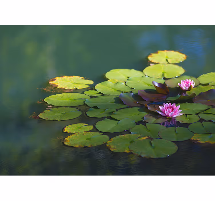 Zen blind two lotus flowers - TenStickers
