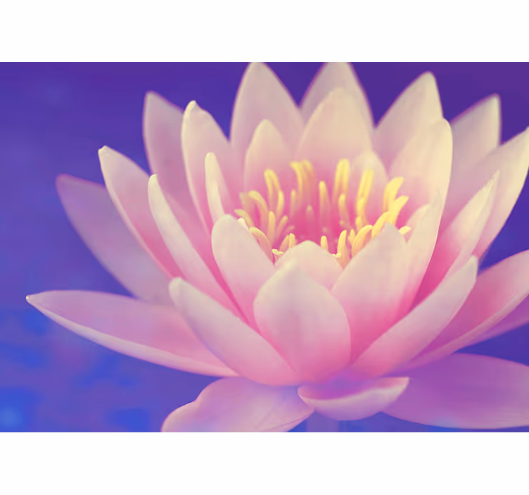 Zen blind pink lotus flower - TenStickers