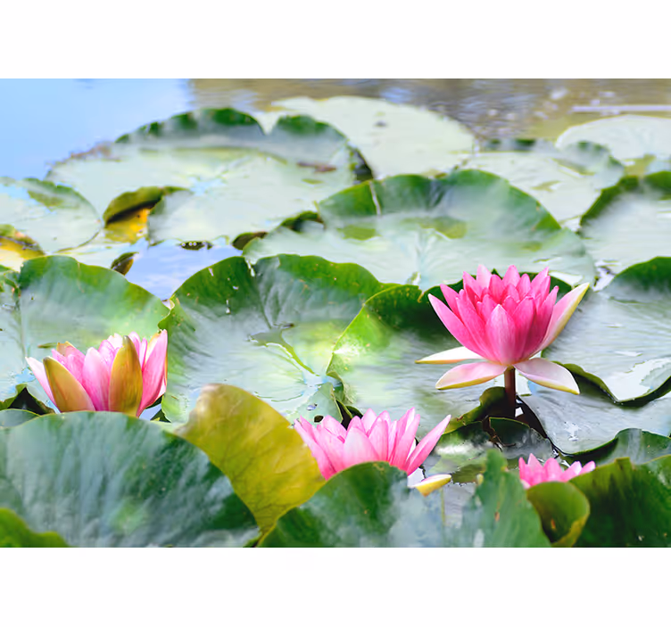 Zen blind with lined lotus flowers design - TenStickers