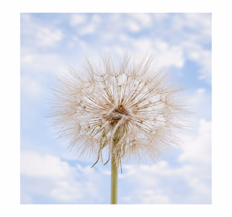 White window blind dandelion blossom design - TenStickers