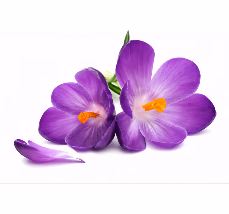 Blind purple tranquil bloom collection - TenStickers