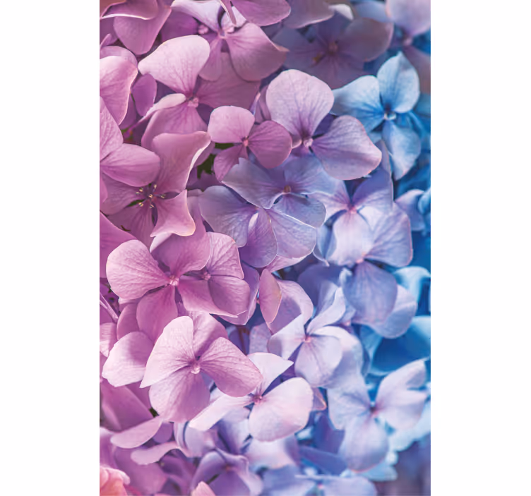 Hydrangea Petal Cluster blind flowers and plants - TenStickers