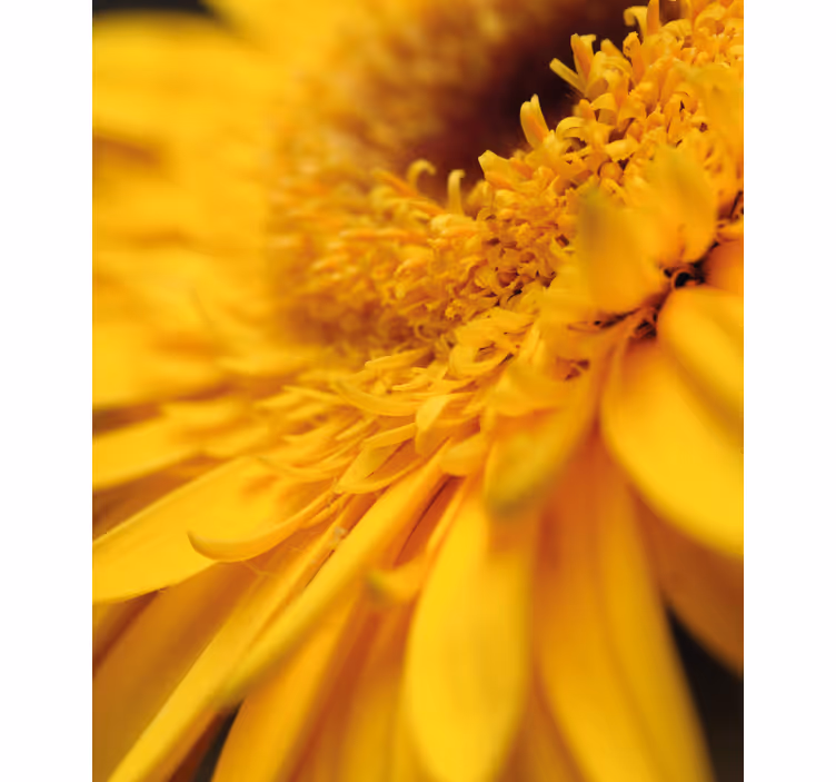 Yellow sunflower closeup Flower blind - TenStickers