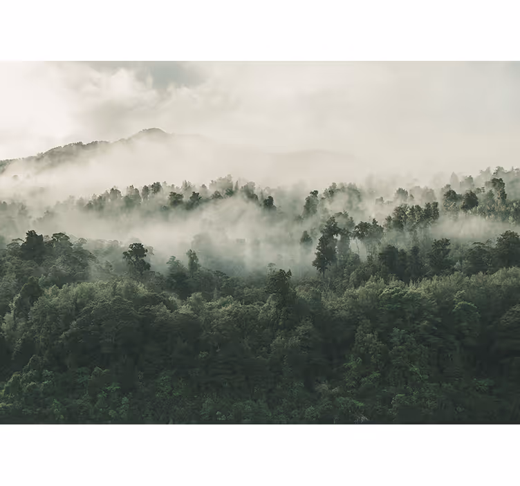 Lush forest mist tree blind - TenStickers