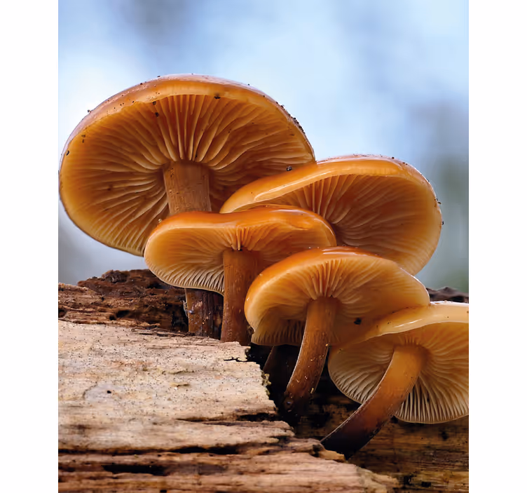Mushroom Growth blind flowers and plants - TenStickers
