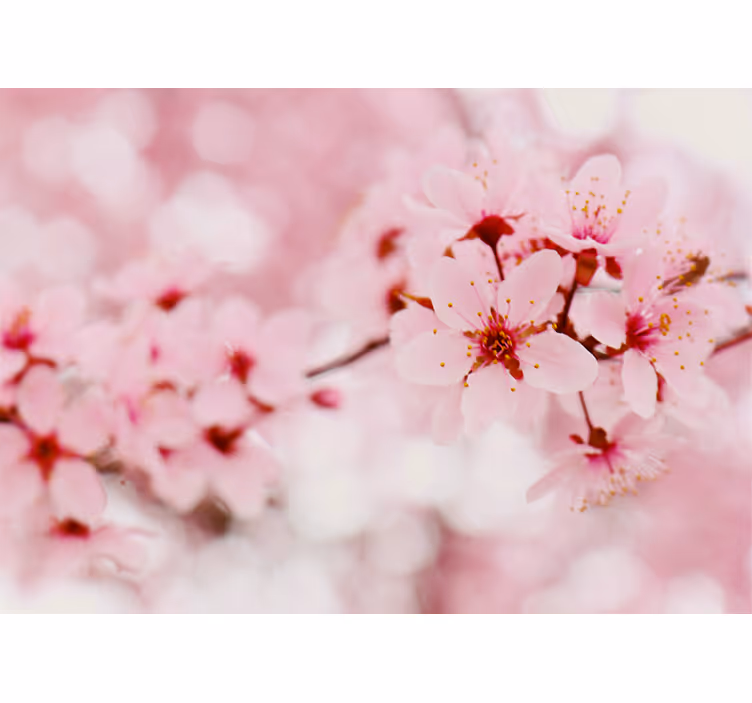 Cherry Blossom Elegance blind flowers and plants - TenStickers