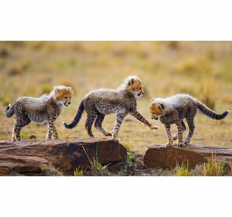 African wall mural featuring adorable cheetah cubs - TenStickers