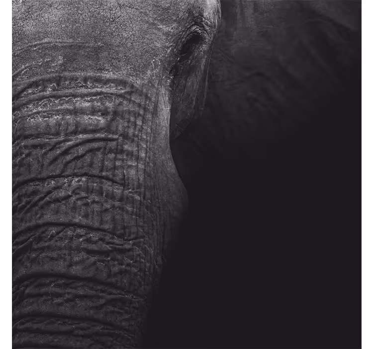 African wall mural elegant dark elephant - TenStickers