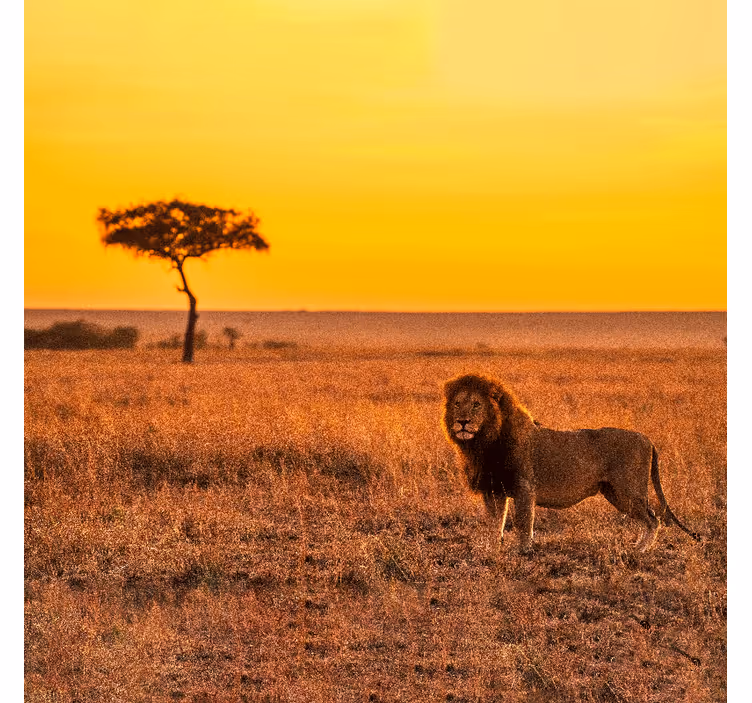 African wall mural wild savanna tree at dusk - TenStickers