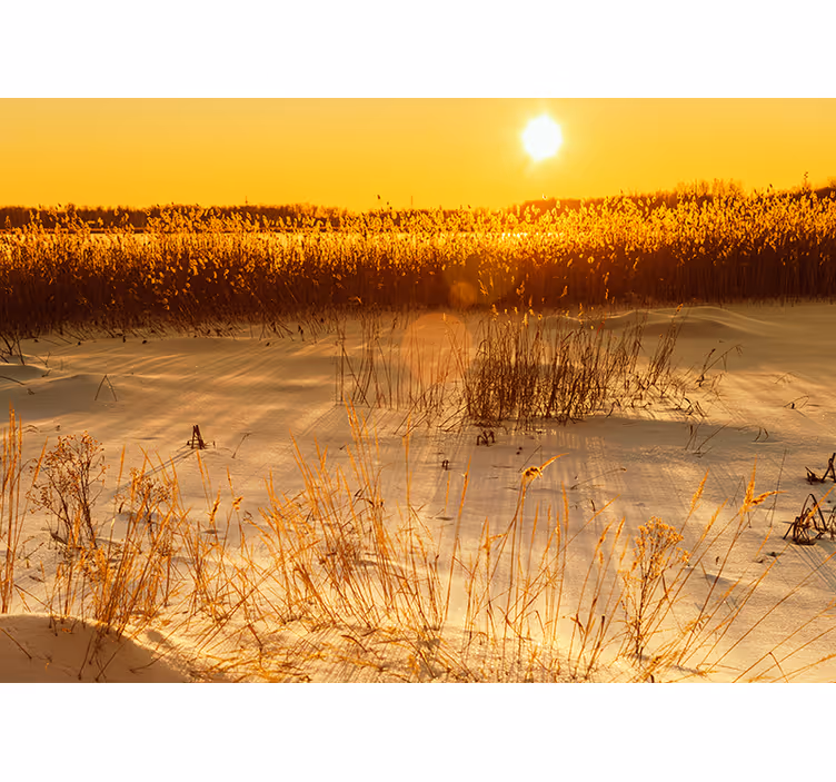 Yellow wall mural pampas grass sunset scene - TenStickers
