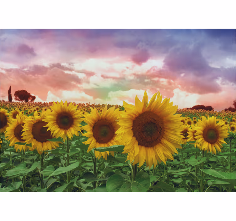 Sunflower field with colourful sky wall mural entrance - TenStickers