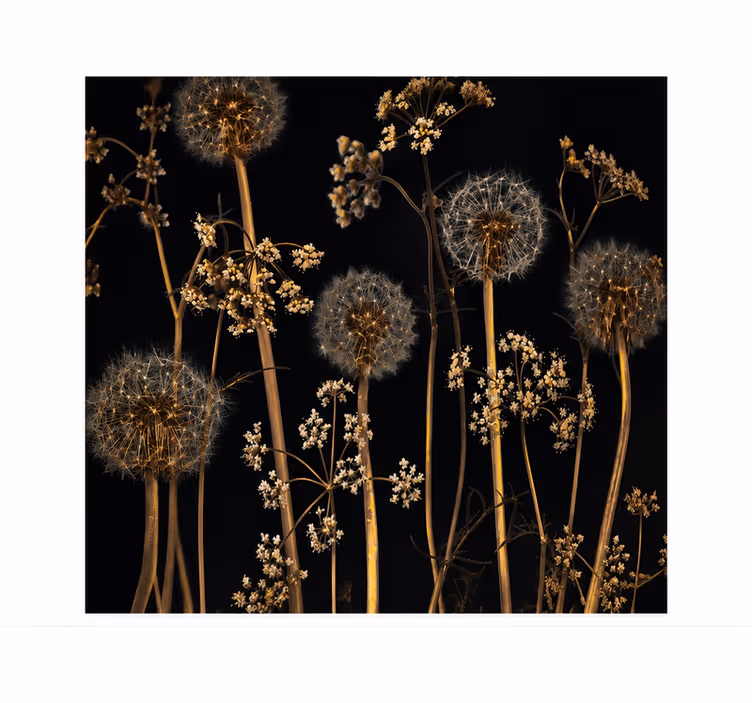 Dandelion wall mural in nature's embrace - TenStickers