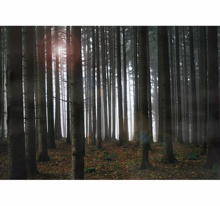 Forest Landscape Wall Mural - TenStickers