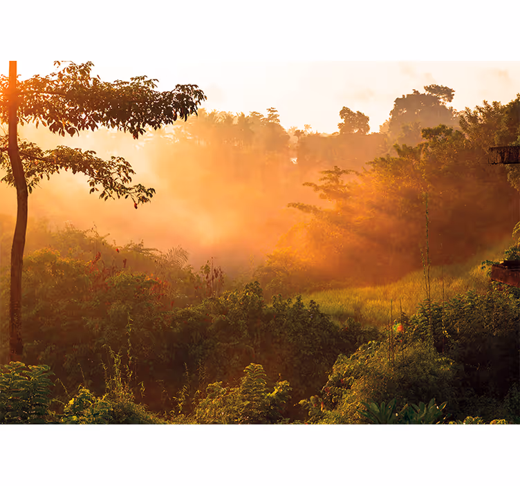 Sunrise over jungle Forest Wall Mural - TenStickers