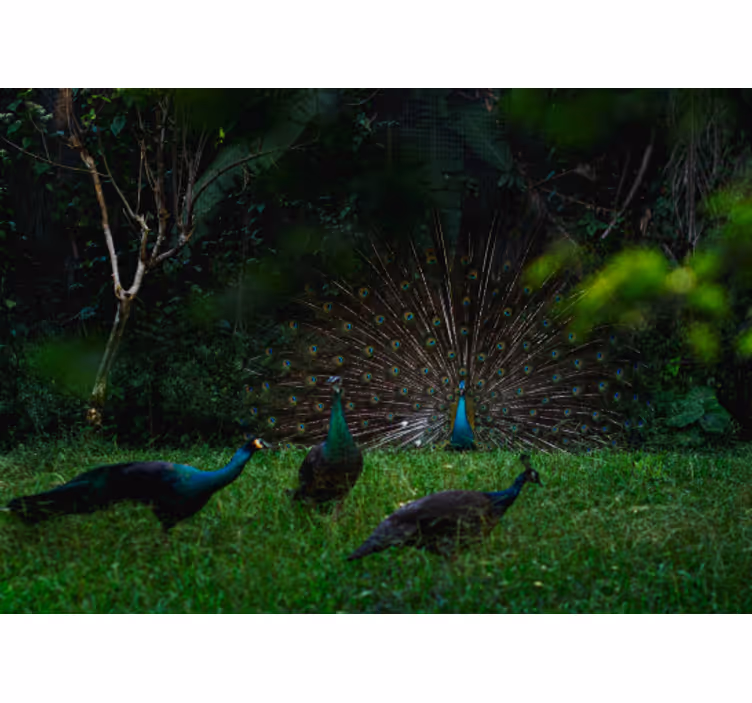 Animal peacocks in spring nature wall mural - TenStickers