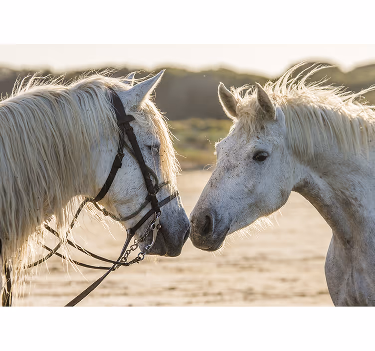 Animals wall mural tender horse love - TenStickers