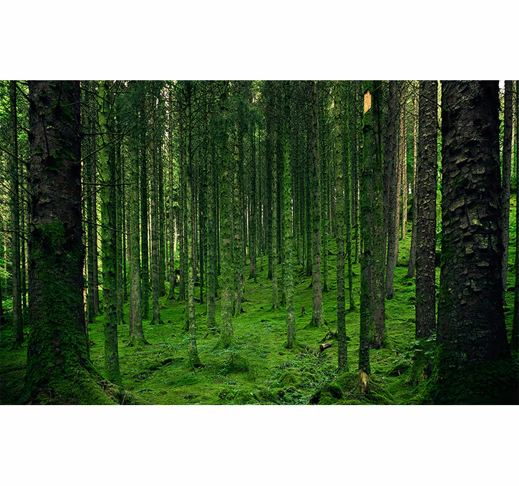 Forest wall mural verdant woodland retreat - TenStickers