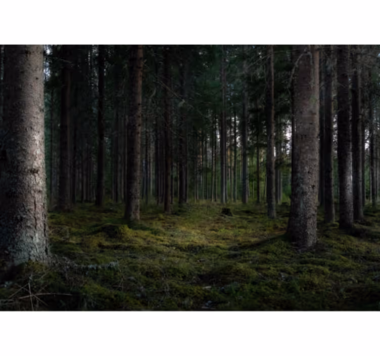 Crowed forestial nature wall mural - TenStickers