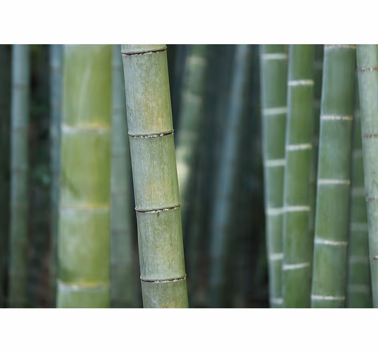 Forest bamboo canes nature wall mural - TenStickers
