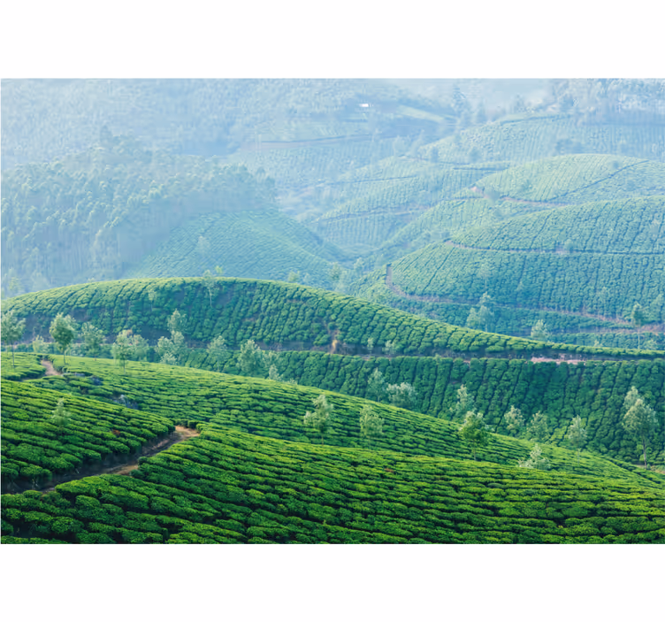 Tea plantation hills landscape wall mural - TenStickers