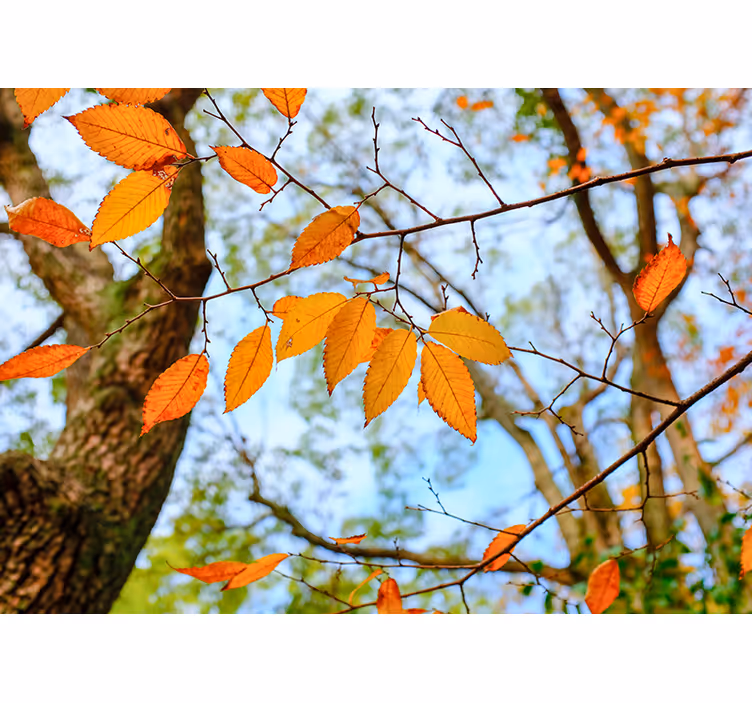 Autumn Leaves Branch wall mural trees - TenStickers