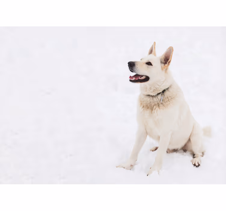 Happy White Dog animals wall mural - TenStickers
