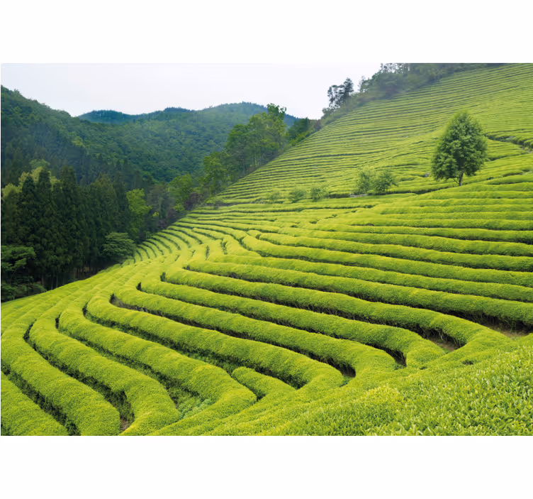 Wall mural nature tea estate scenery - TenStickers