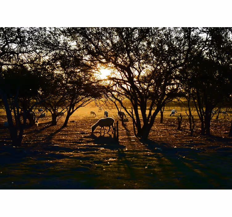 Wall mural nature golden sunset grazing - TenStickers