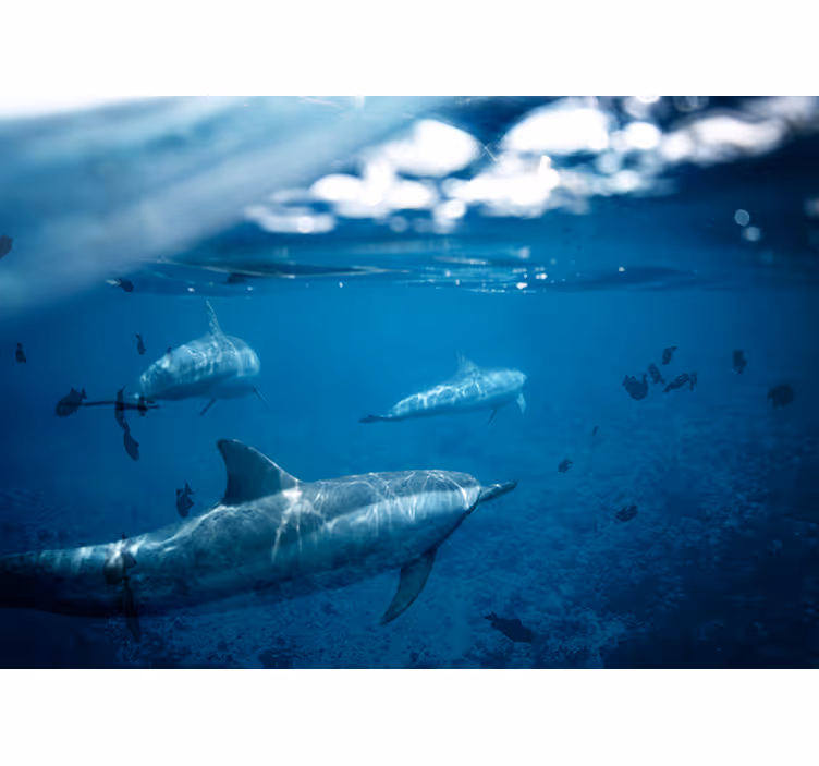 Dolphins and fishes wall mural - TenStickers