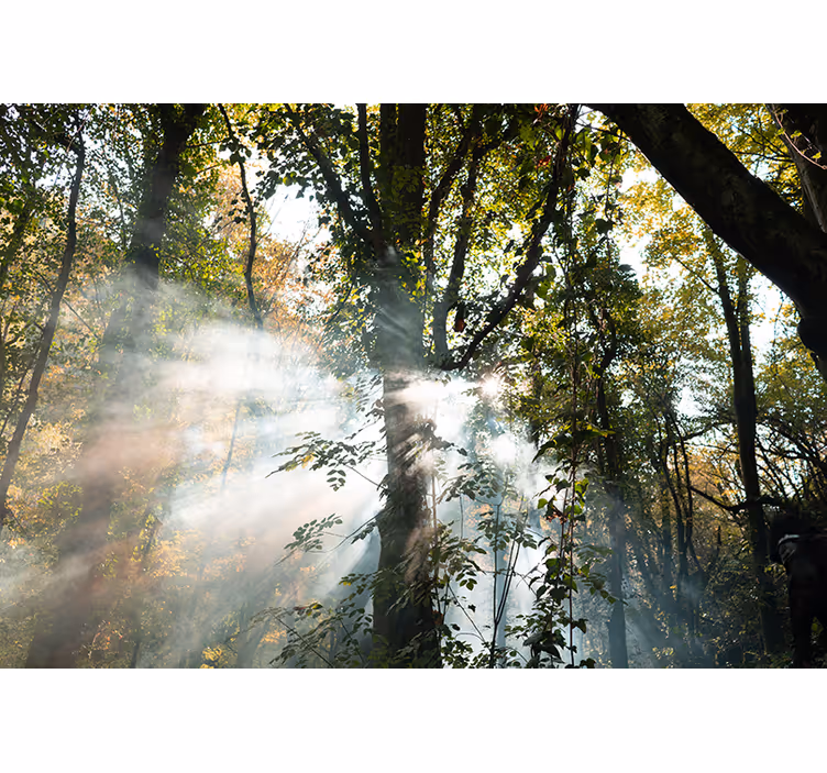 Green thick forest nature wall mural - TenStickers