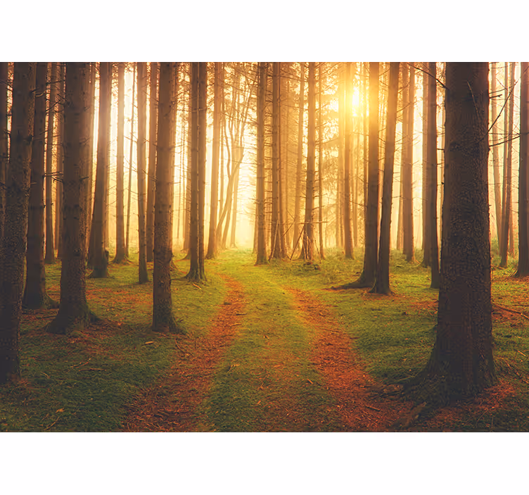 sunset wood  nature wall mural - TenStickers