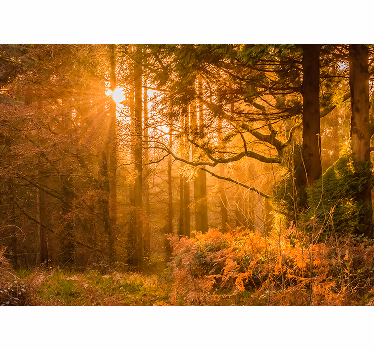 Old autumn tree sun flash Forest Wall Mural - TenStickers