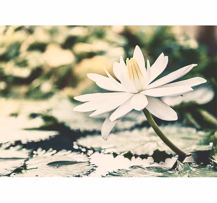 White Lotus on Lake wall mural - TenStickers
