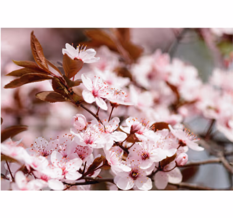 Cherry flowers wall mural - TenStickers