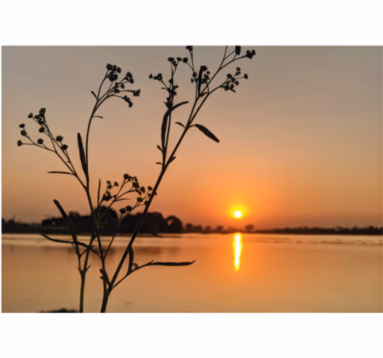 Sunset Silhouette Blossoms wall mural nature - TenStickers