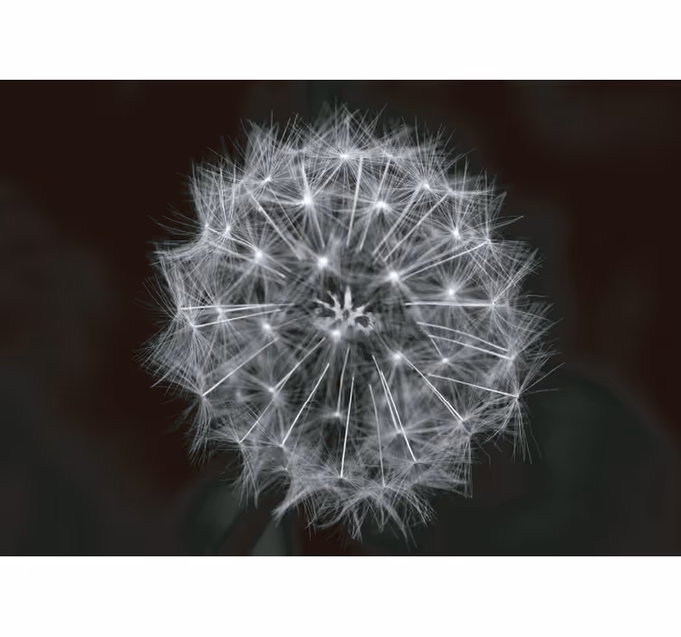 Blowball flower grey  dandelion wall mural - TenStickers