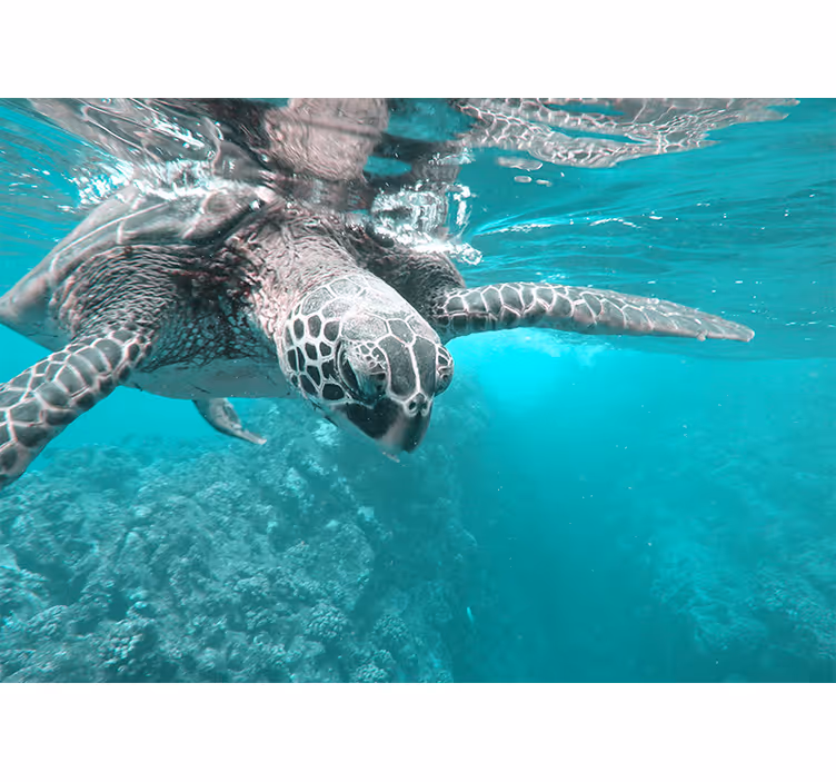Sea turtles in the sea  wall mural - TenStickers