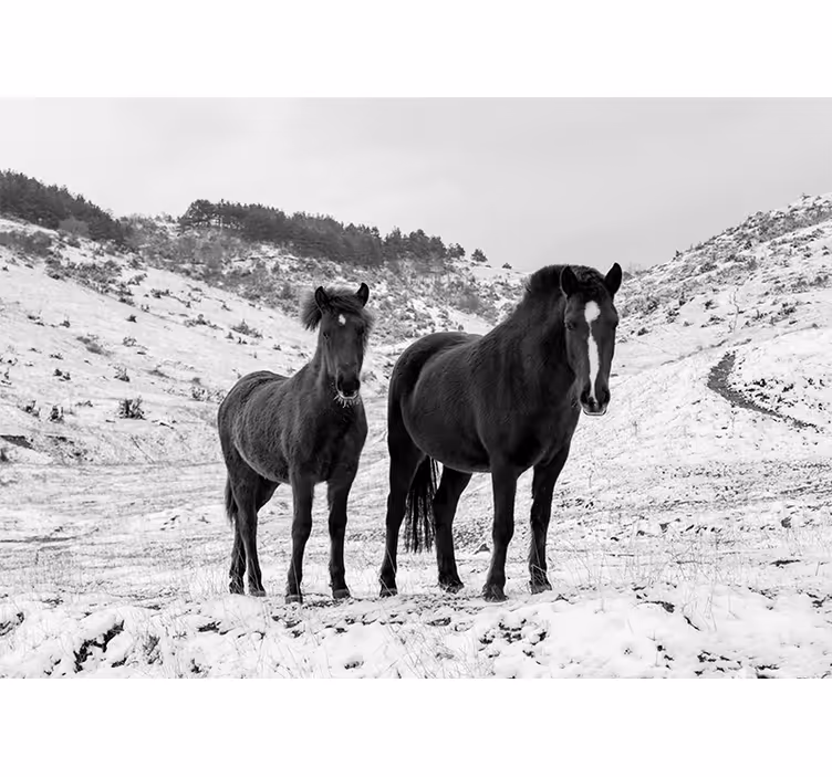 Horses in the snow  wall mural - TenStickers