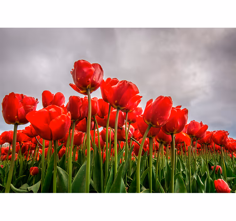 Red flowers filed with cloudy sky wall mural - TenStickers