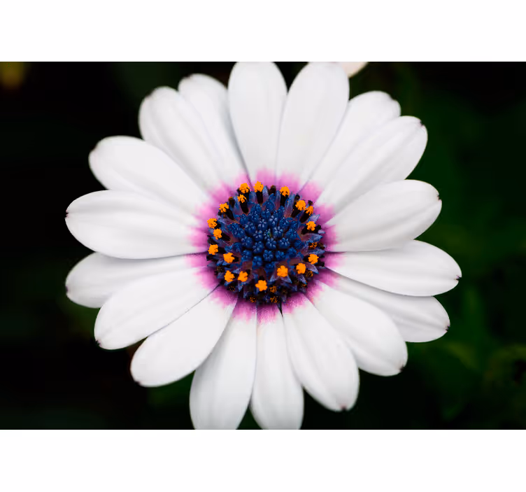 Flower wall mural white flower blossom - TenStickers