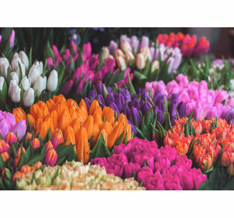 Flower wall mural tulip garden showcase - TenStickers