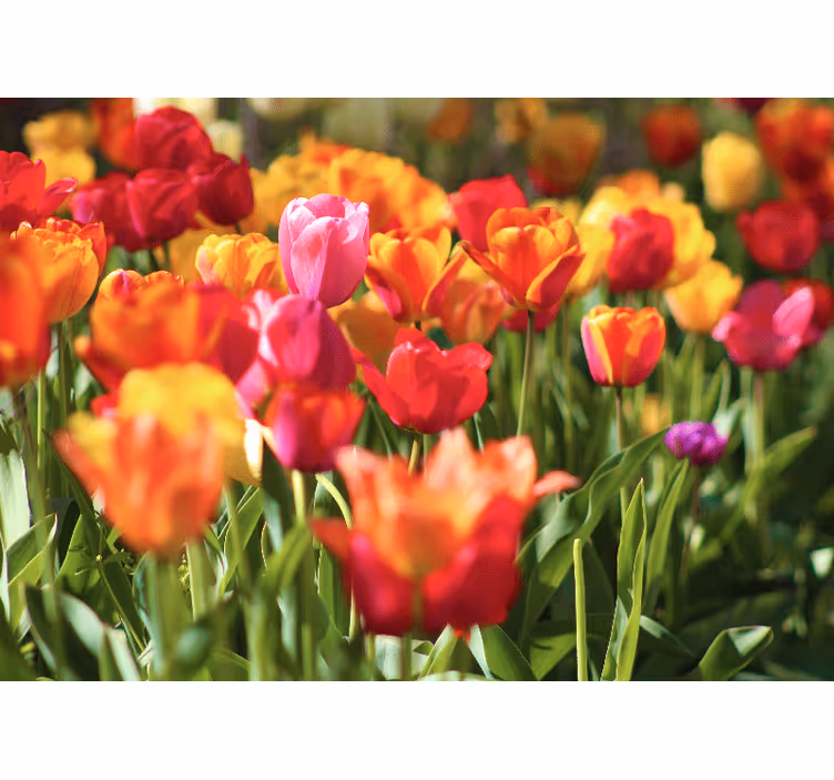 Flower wall mural vibrant tulip field - TenStickers